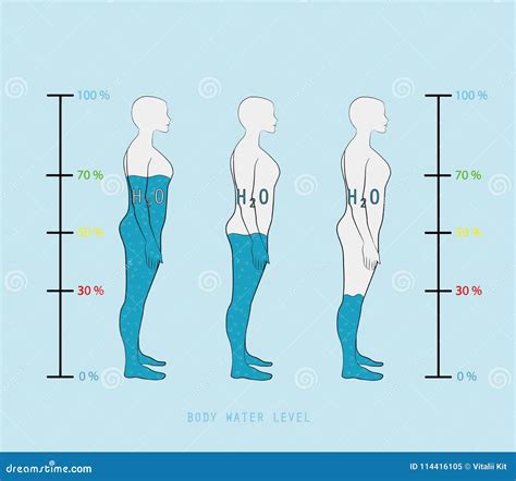 Los Niveles De Agua En El Cuerpo Humano En El Vector Humano Eps Del