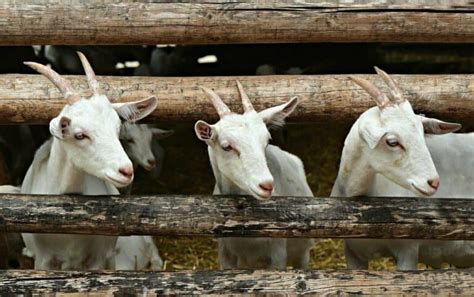 18 Best Goat Breeds for Meat Production (With Pictures) | Animal World