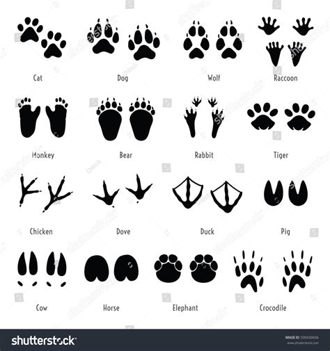 raccoon animal tracks 9