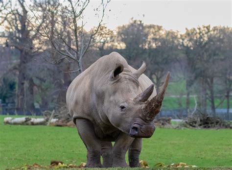 Southern White Rhino - Free photo on Pixabay - Pixabay