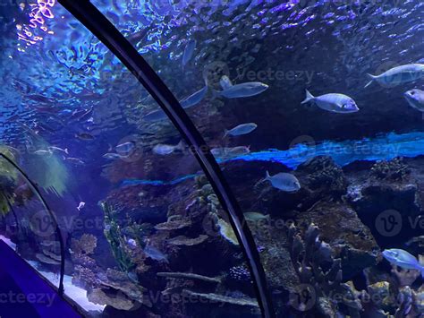 Glass tunnel in L'Oceanografic aquarium in Valencia, Spain 15045784 ...