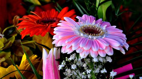 Gratis Afbeeldingen Fabriek Bloem Bloemblad Madeliefje Plantkunde