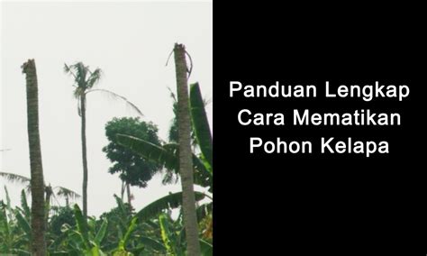 Cara Mematikan Pohon Kelapa Panduan Lengkap