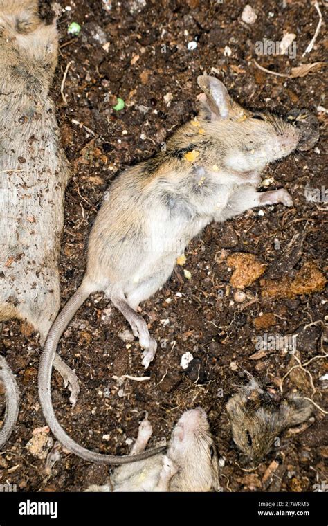 Dead house mice after pest controller Stock Photo - Alamy