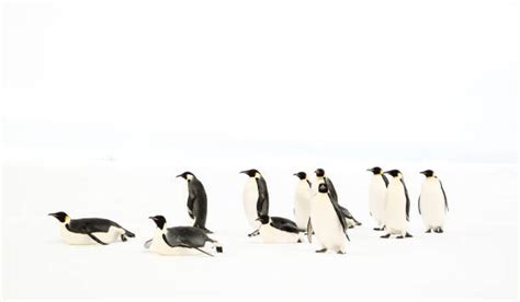 Emperor Penguin Habitat Stock Photos, Pictures & Royalty-Free Images - iStock