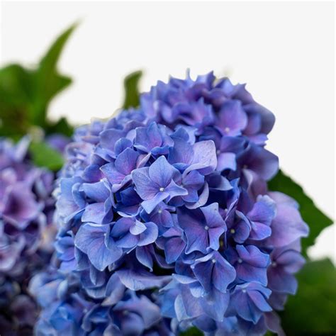 Let's Dance Rhythmic Blue Hydrangea Shrubs For Sale Online | The Tree