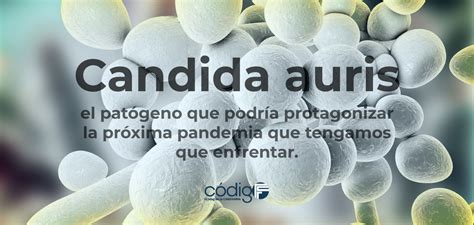 Candida Auris El Pat Geno Que Podr A Protagonizar La Pr Xima Pandemia