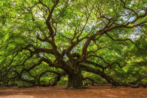 Oak Tree - Symbolism In The Bible - Bible Wings