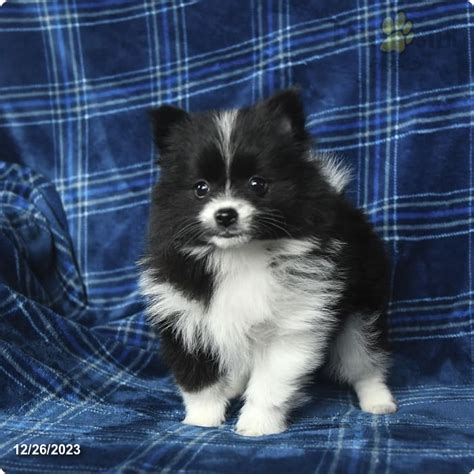 Bear - Pomeranian Puppy for Sale in Millheim, PA | Lancaster Puppies