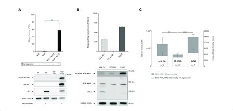 Bcr Abl1 Kinase Activity Measurement In Cp Cml And All Ph Patient Download Scientific