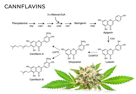 Flavono Des Du Cannabis Ce Quils Sont Et Font Sensi Seeds