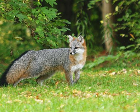Grey Foxes – Fox Wood Wildlife Rescue