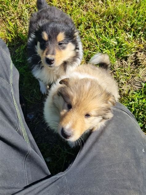 Owczarek Szkocki Collie Lassie Jak Golden Retriever Labrador Nowy