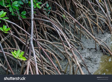 Rhizophora Mucronata Roots Stock Photo 494723233 | Shutterstock