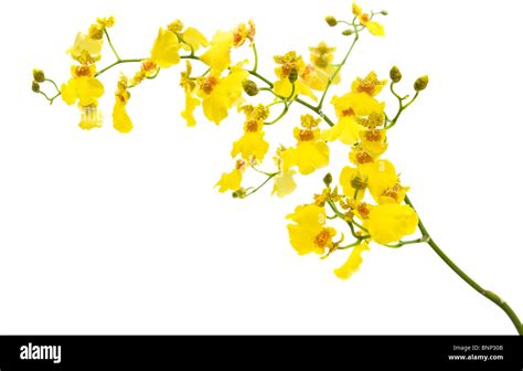 Bright Yellow Oncidium Orchid Whole Flowering Spike Isolated On White