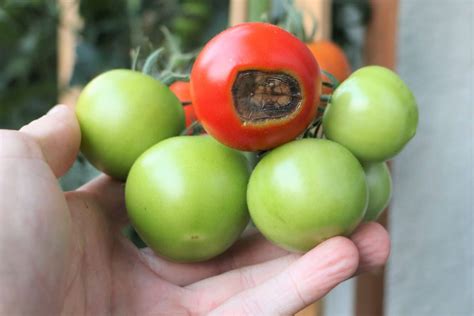 Bl Tenendf Ule An Tomaten Wie Hilft Backpulver