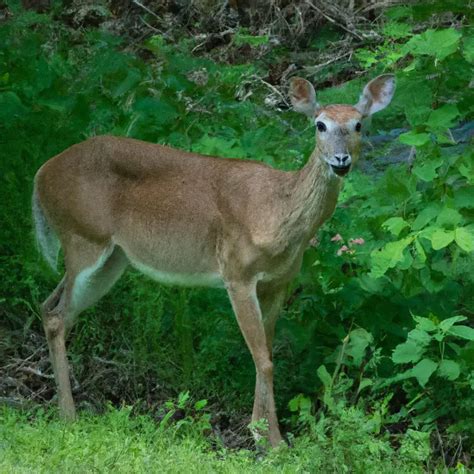 Hunting White-tailed Deer in Florida: Tips & Tricks – Goenthusiast