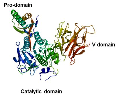 PCSK9 chemical structure. The structure of PCSK9 reveals four major ...