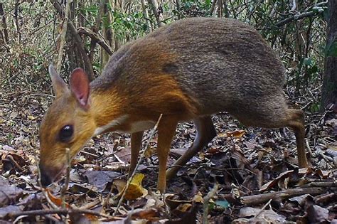 Miniature Fanged Deer Rediscovered Tiptoeing Through Vietnams