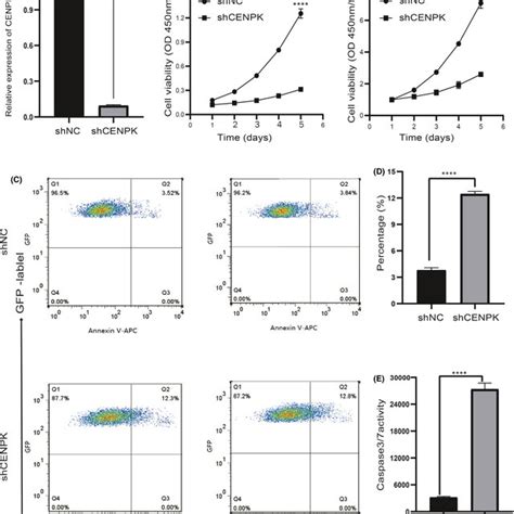 Knockdown Of Cenpk Inhibited Cell Growth And Promoted Apoptosis In Ags