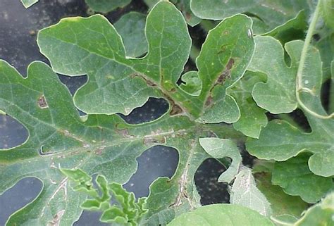 Watermelon | Diseases and Pests, Description, Uses, Propagation