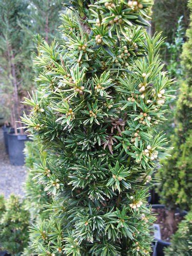 Taxus Baccata Fastigiata Aurea Taxus Stricta Aurea Golden Irish Yew Plant Lust