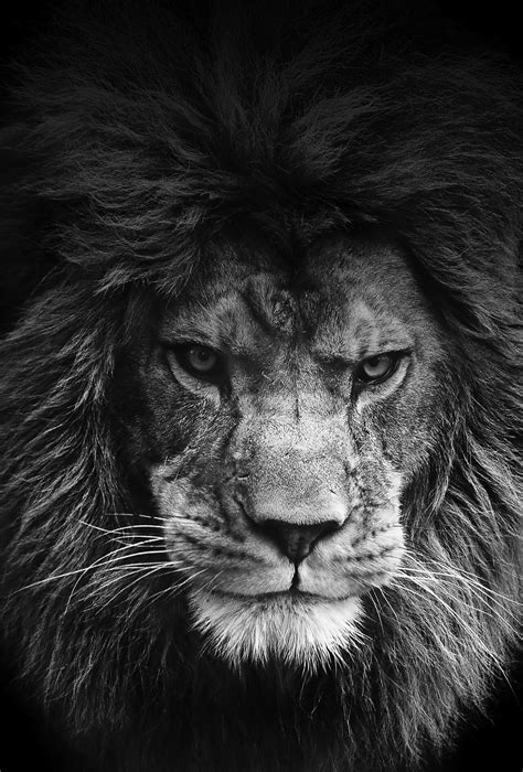 Lion Phone Wallpaper - WallpaperSafari