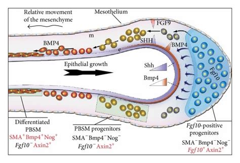 Fgf10 Positive Cells Represent A Population Of Mesenchymal Progenitors