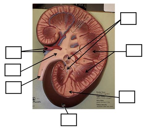 Kidney Diagram | Quizlet