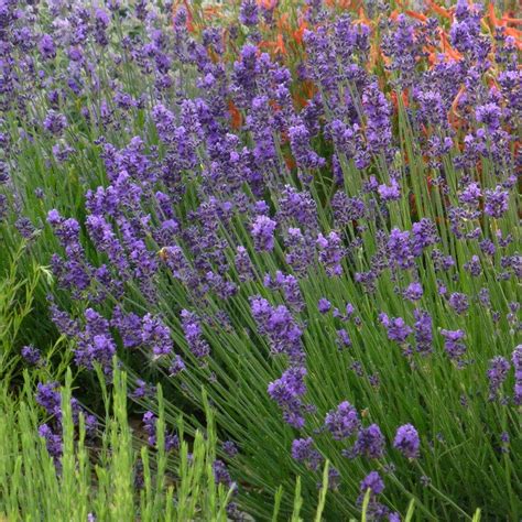 Munstead Violet English Lavender Lavandula Angustifolia High Country