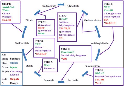 Krebs Cycle Overview - Wyzant Lessons