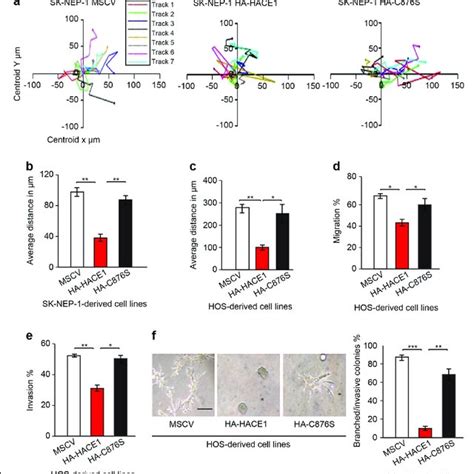 Hace1 Expression In High Vs Low Metastatic Osteosarcoma Cells A