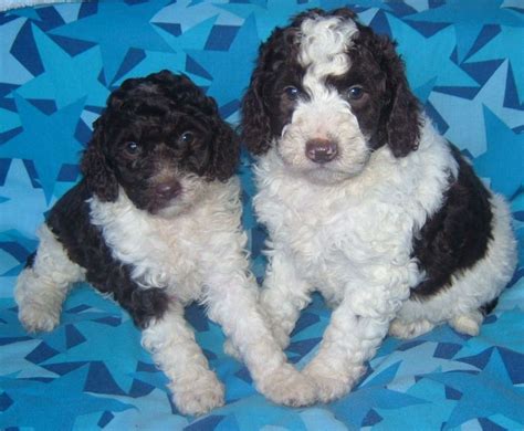 Valley View Parti Labradoodle Breeders Parti Labradoodle Information