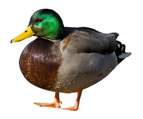 Duck Png Image For Free Download