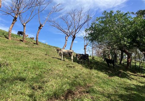 Proyectos Ecológicos México Vive la vida en un rancho junto al ri