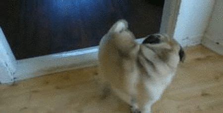 Gif Of Dog Chasing Tail Dog chasing tail gif not mine