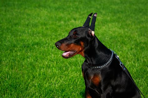 Por Que Doberman Tem Orelha Para Cima Patas Da Casa