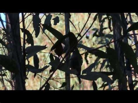 White Throated Treecreeper Near Capertee Birds In Sydney