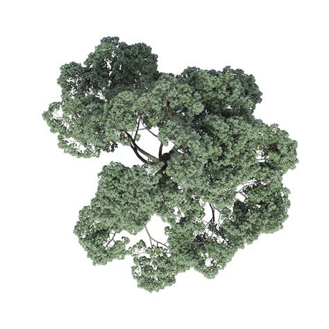 Premium Photo Tree Top View Isolated On White Background 3d