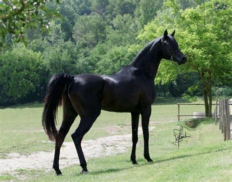 230 cool male horse names – Artofit