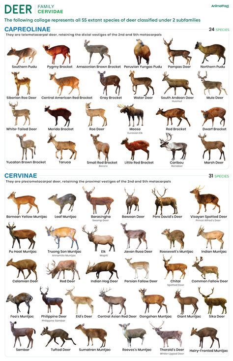 Deer - Types, Anatomy, Lifespan, Habitat, Diet, & Predators
