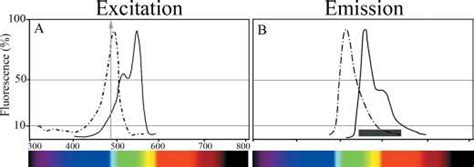 Definition Of Cross Talk And Bleed Through With The Fluorochrome Couple