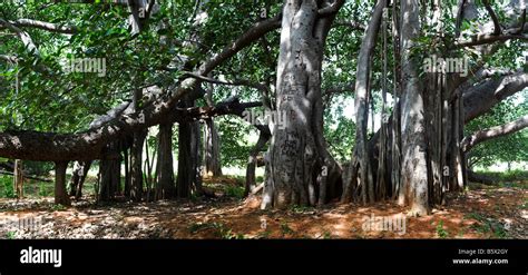 Ficus Benghalensis Thimmamma Marrimanu Banyan Tree Near Kadiri