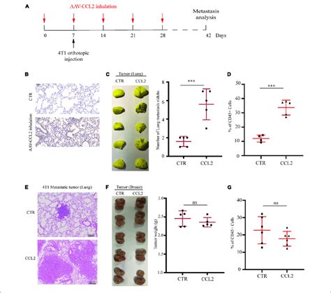 Specific Expression Of CCL2 In Lung Facilitates Breast Cancer