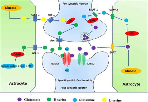 Frontiers Roles Of N Methyl D Aspartate Receptors Nmdars In Epilepsy