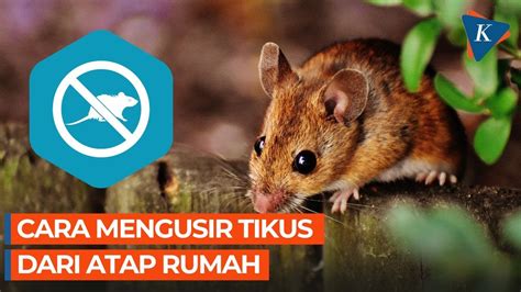 10 Cara Mengusir Tikus Yang Mengganggu Di Atap Rumah YouTube