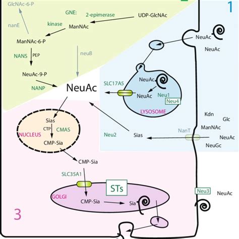 PDF Reconstruction Of The Sialylation Pathway In The Ancestor Of