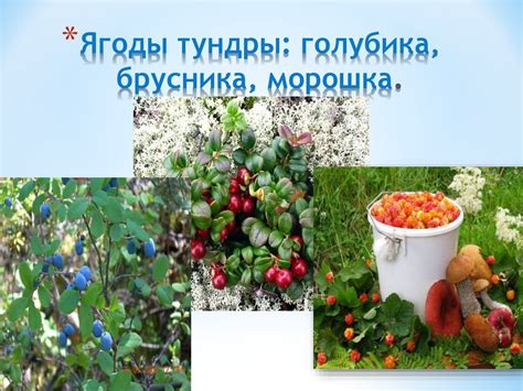 Тундра. Растительный и животный мир тундры - презентация онлайн