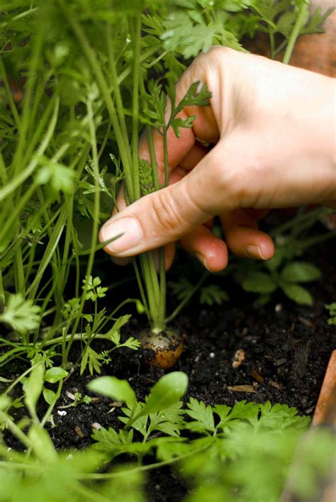 How to Grow Carrots in a Container Like a Pro