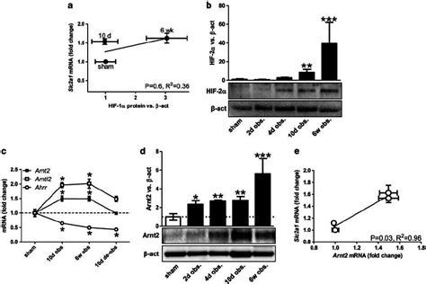HIF-1 target mRNAs increase before the HIF-1 a protein and this may be ... 